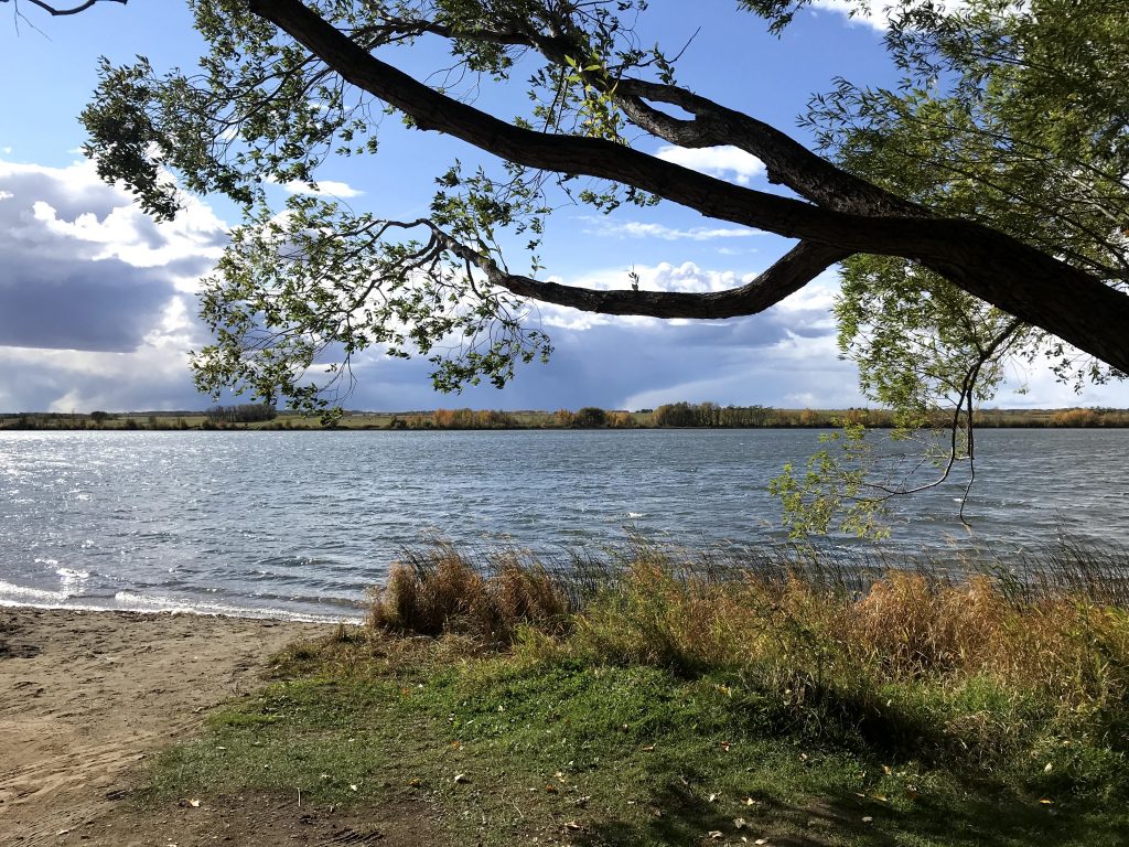 A tree next to a lake on a summer day. A peaceful place.